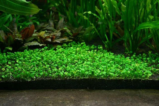 Aquarium Plants Seeds ⭐️⭐️⭐️⭐️⭐️