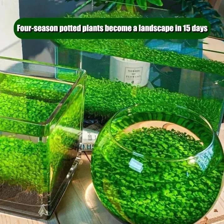 Aquarium Plants Seeds ⭐️⭐️⭐️⭐️⭐️