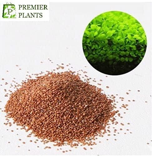 Aquarium Plants Seeds ⭐️⭐️⭐️⭐️⭐️